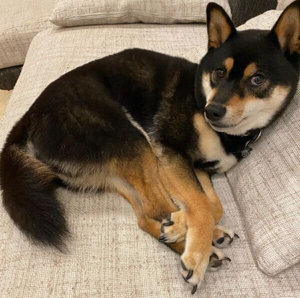 見つめる小次狼くん