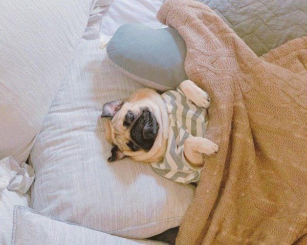 仰向けで眠るぱぐぞうくん