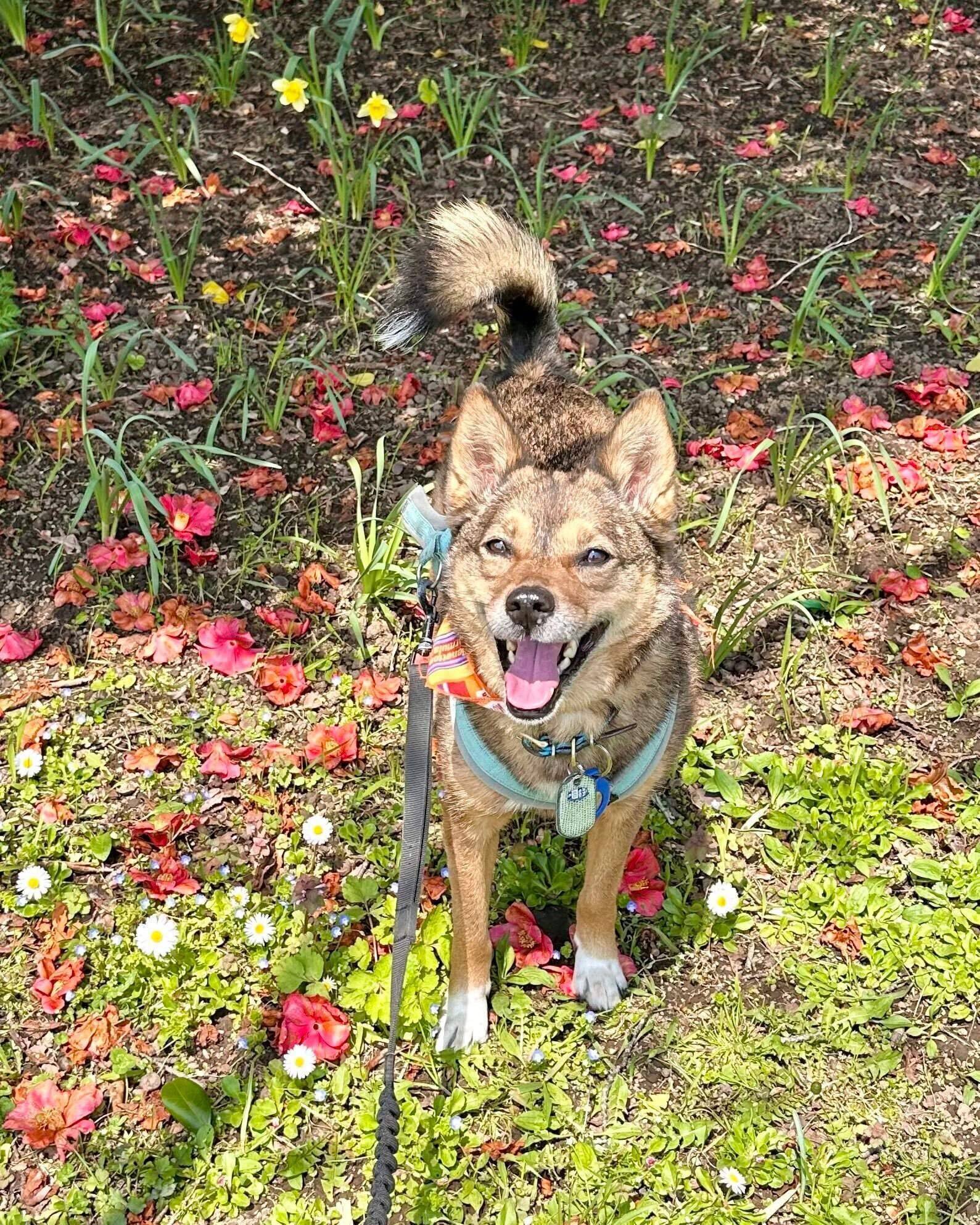 椿の花が散っている上でほほえむ様子の犬