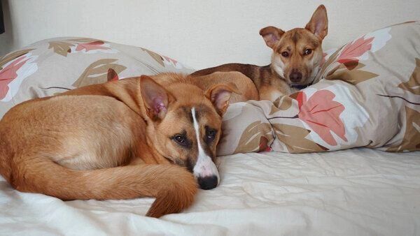 仲良しなあんこちゃん、もちちゃん