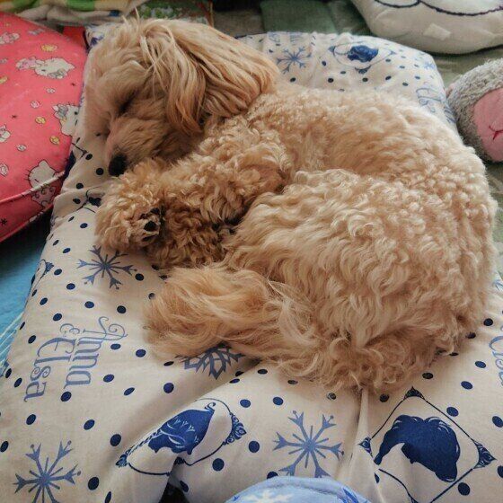 ぐっすり眠るMix犬