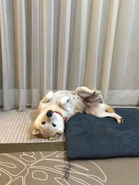 スリスリする柴犬