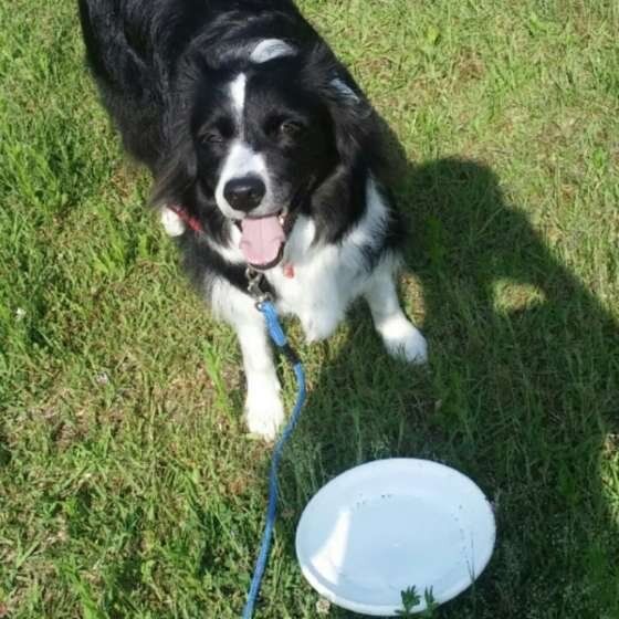 ボーダー・コリー