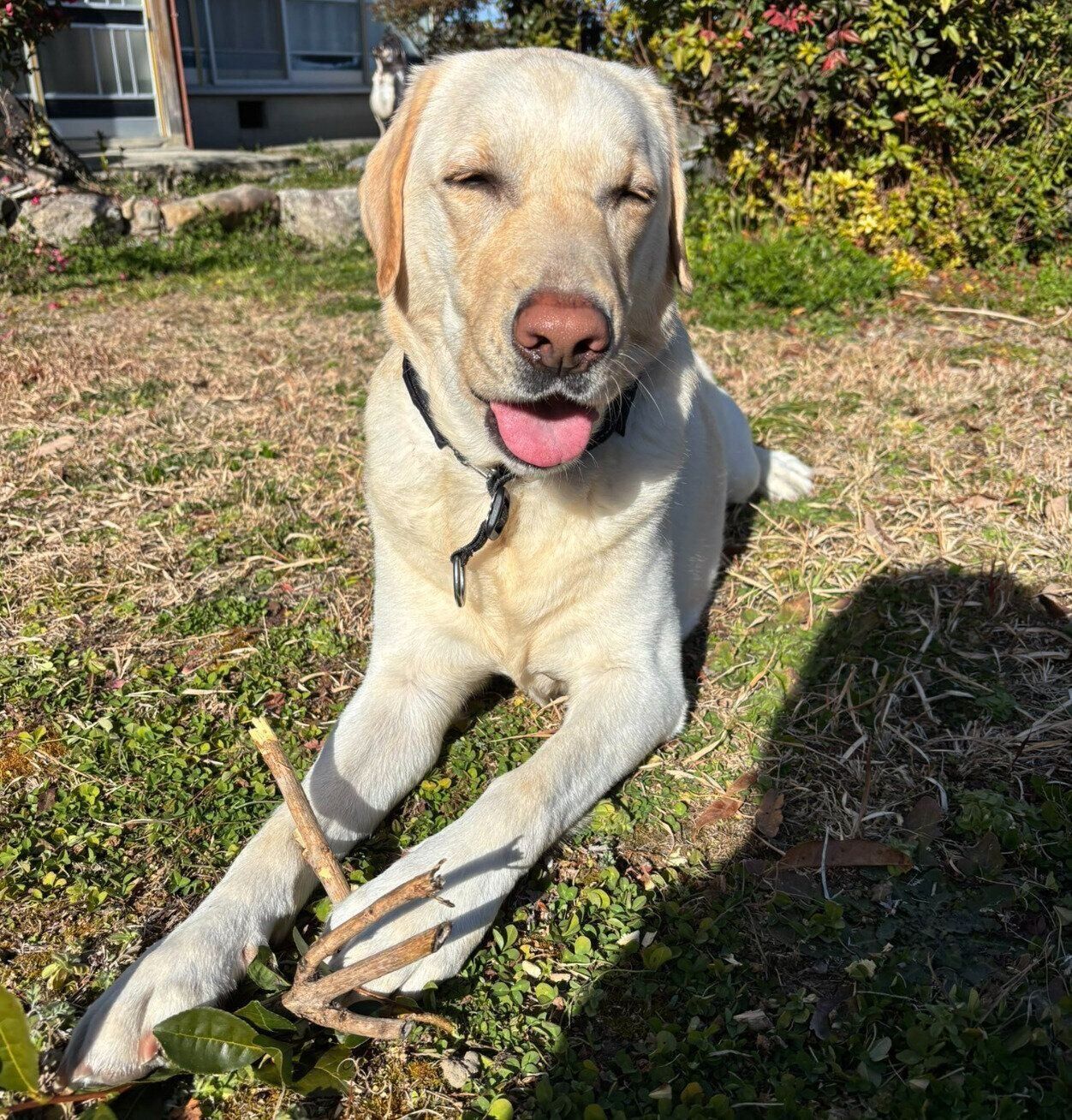 庭で遊ぶエルくん