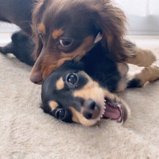 犬が楽しむガウガウ遊び ワンプロ の注意点とは いぬのきもちweb Magazine