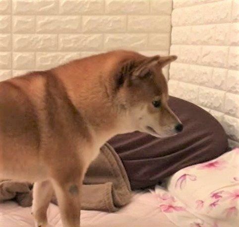 枕で寝たい 柴犬ゆきちゃん