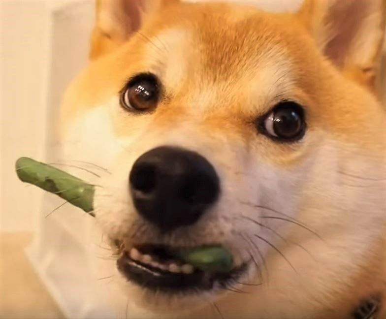 ガムをくわえる柴犬