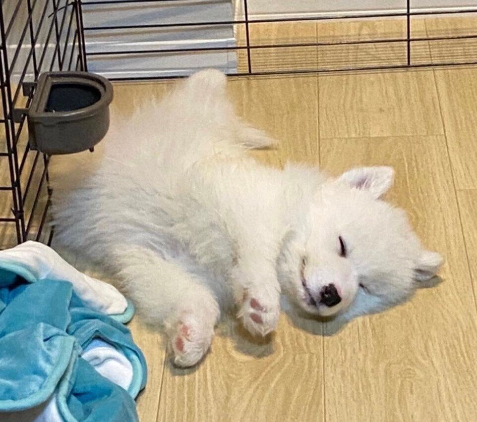 生後3カ月になる少し前のこはくちゃん