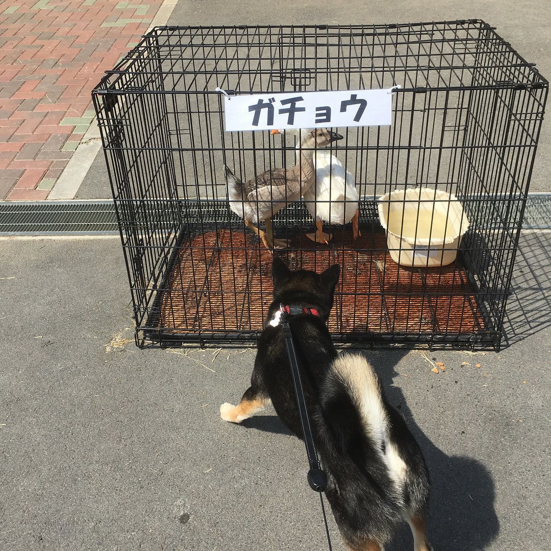 ガチョウさんとヅナくん