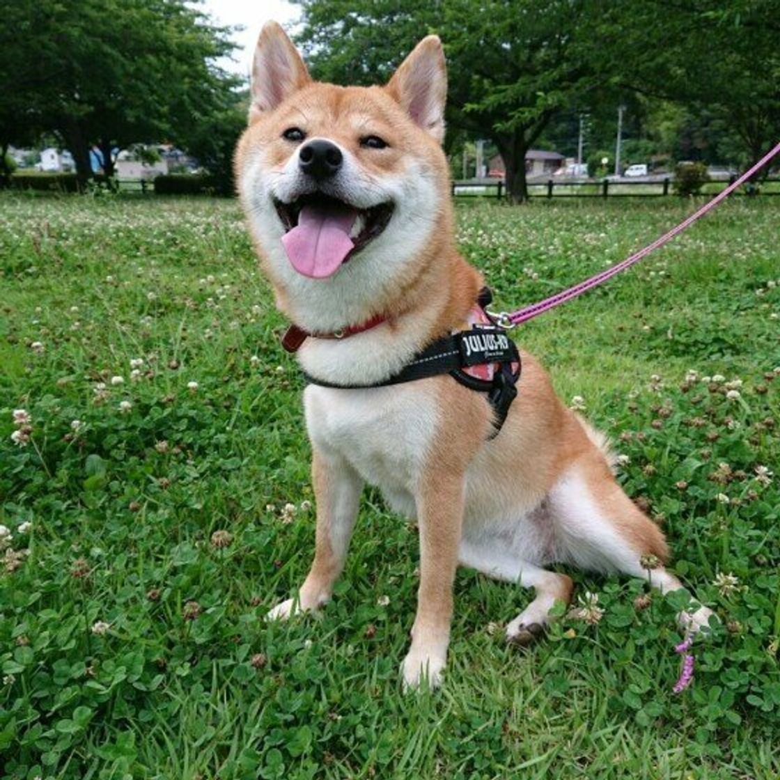 愛犬がすねた と思うのはどんなとき そもそも犬ってすねるの いぬのきもちweb Magazine 愛犬がすねた と思うのはどんなとき そもそも犬ってすねるの いぬのきもちweb Magazine