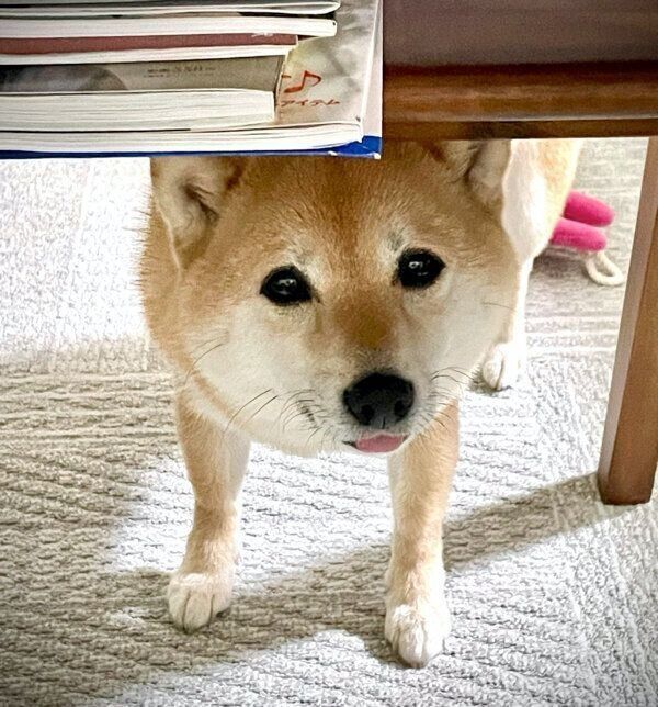 なかなか寝ない飼い主さんを取り締まるこじろうくん