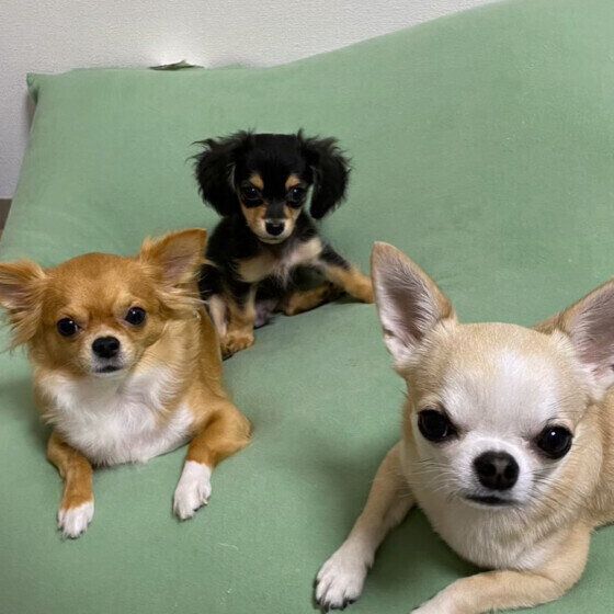 犬が雷や花火の音を怖がるときの対処法 犬が隠れて出てこない場合の対応も いぬのきもち