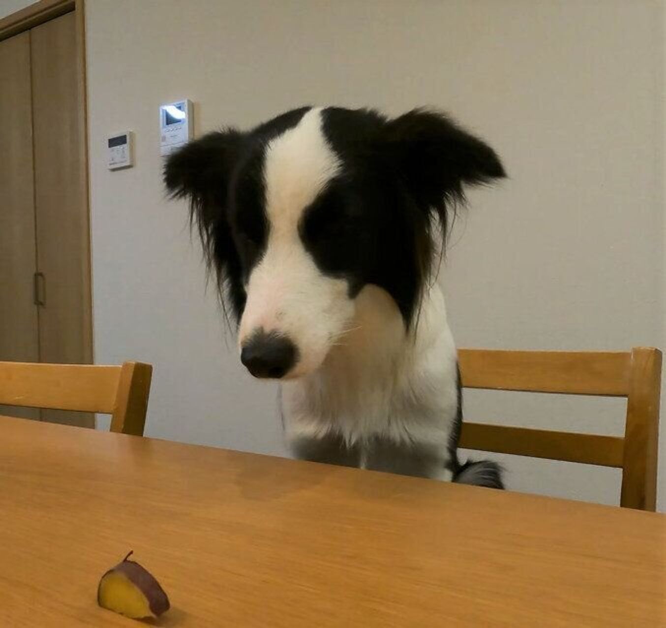 ご機嫌ななめのボーダー コリー 大好きなサツマイモを見ると 目がキラキラに いぬのきもちweb Magazine ご機嫌ななめのボーダー コリー 大好きなサツマイモを見ると 目がキラキラに いぬのきもちweb Magazine