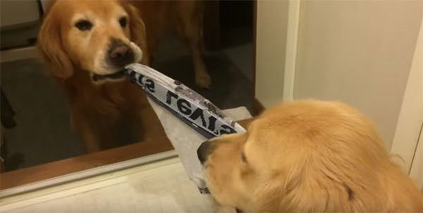 パンツを取り合うゴールデン・レトリーバー