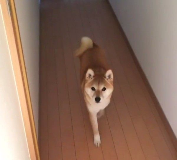 柴犬