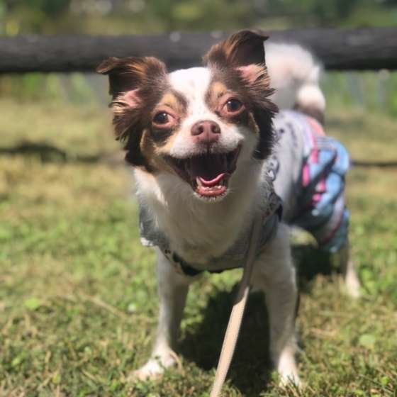 散歩中のチワワ