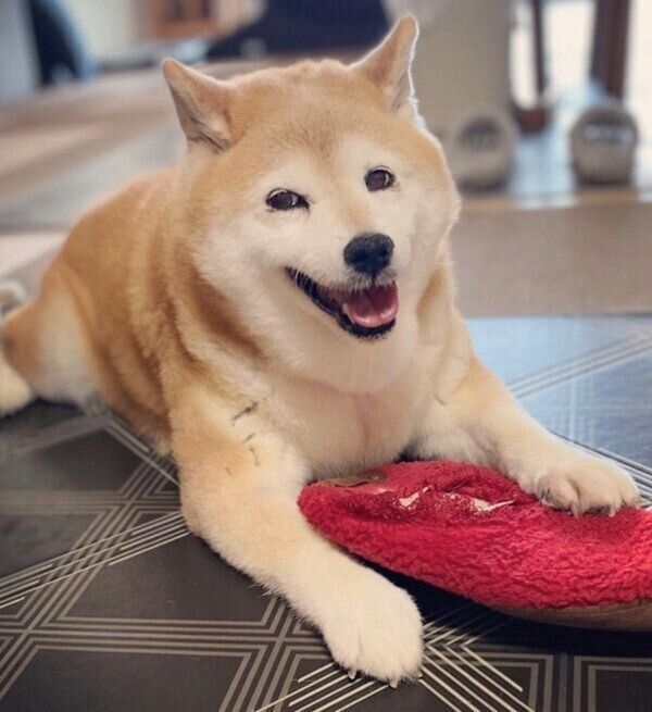 笑顔が可愛いあずきちゃん