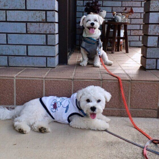 愛犬の熱中症対策や脱水時の水分補給に役立つ「犬用の経口補水液」 とは いぬのきもち