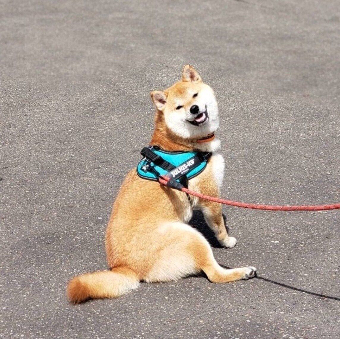 散歩を楽しむデクくん