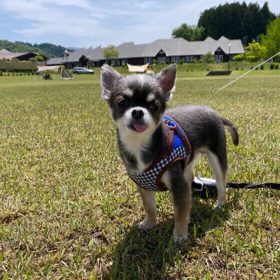 愛犬の肉球のケガにどう対応する？ 症状別の肉球トラブル対処法 いぬのきもち