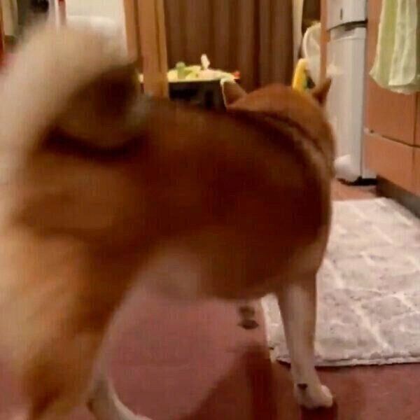 お気に入りのおもちゃをくわえて、去っていくクリ丸ちゃん