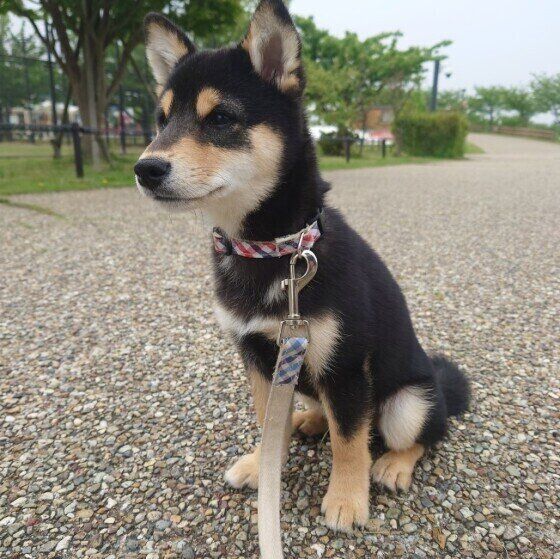 散歩をするまめくん（柴）