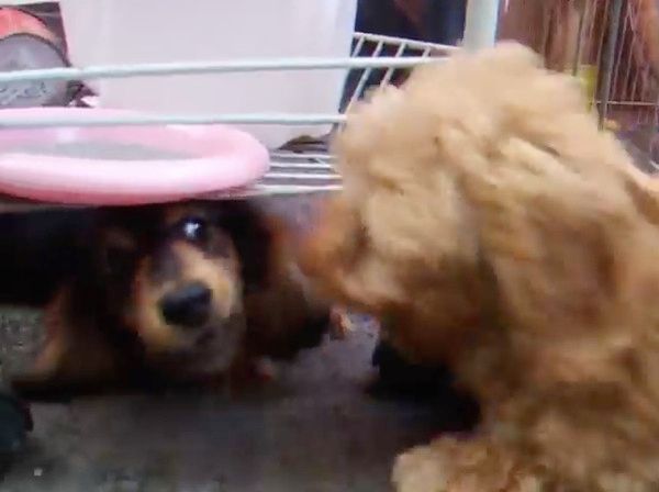 ケンカする子犬