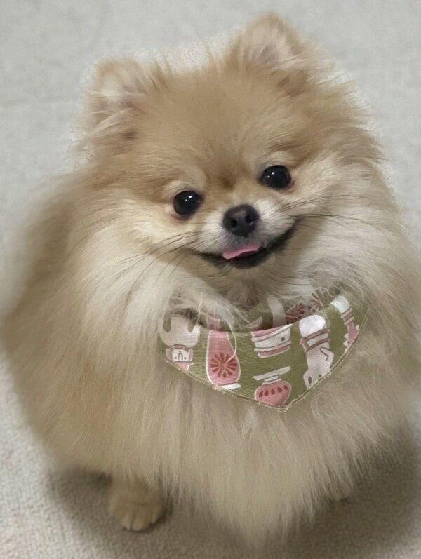 シャンプー後にはいつも得意顔のなごみちゃん