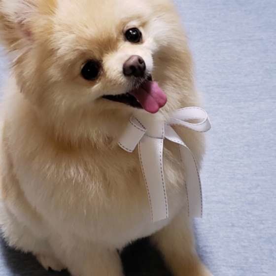 キャバリア・キング・チャールズ・スパニエルのNoaくん