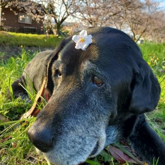 シニア犬に多い「甲状腺機能低下症」の多様な症状