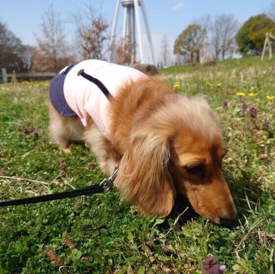 ミニチュア・ダックスフンド　嗅ぐのに忙しい