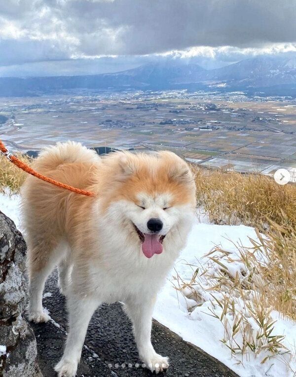 お出かけを楽しむボブくん