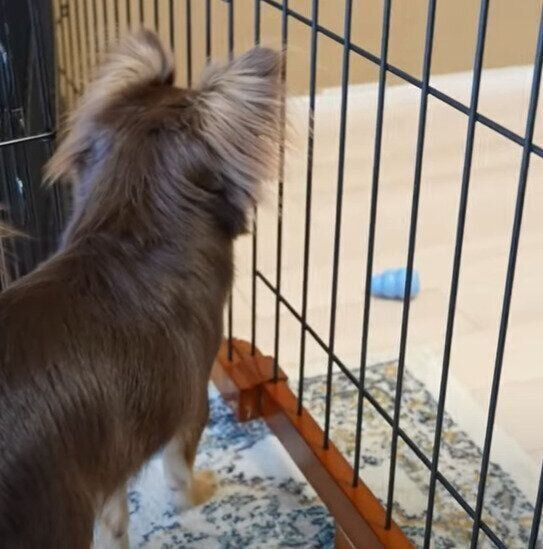 パパ オモチャが柵の外に出てしまいショボーンとしちゃうチワワ いぬのきもちweb Magazine