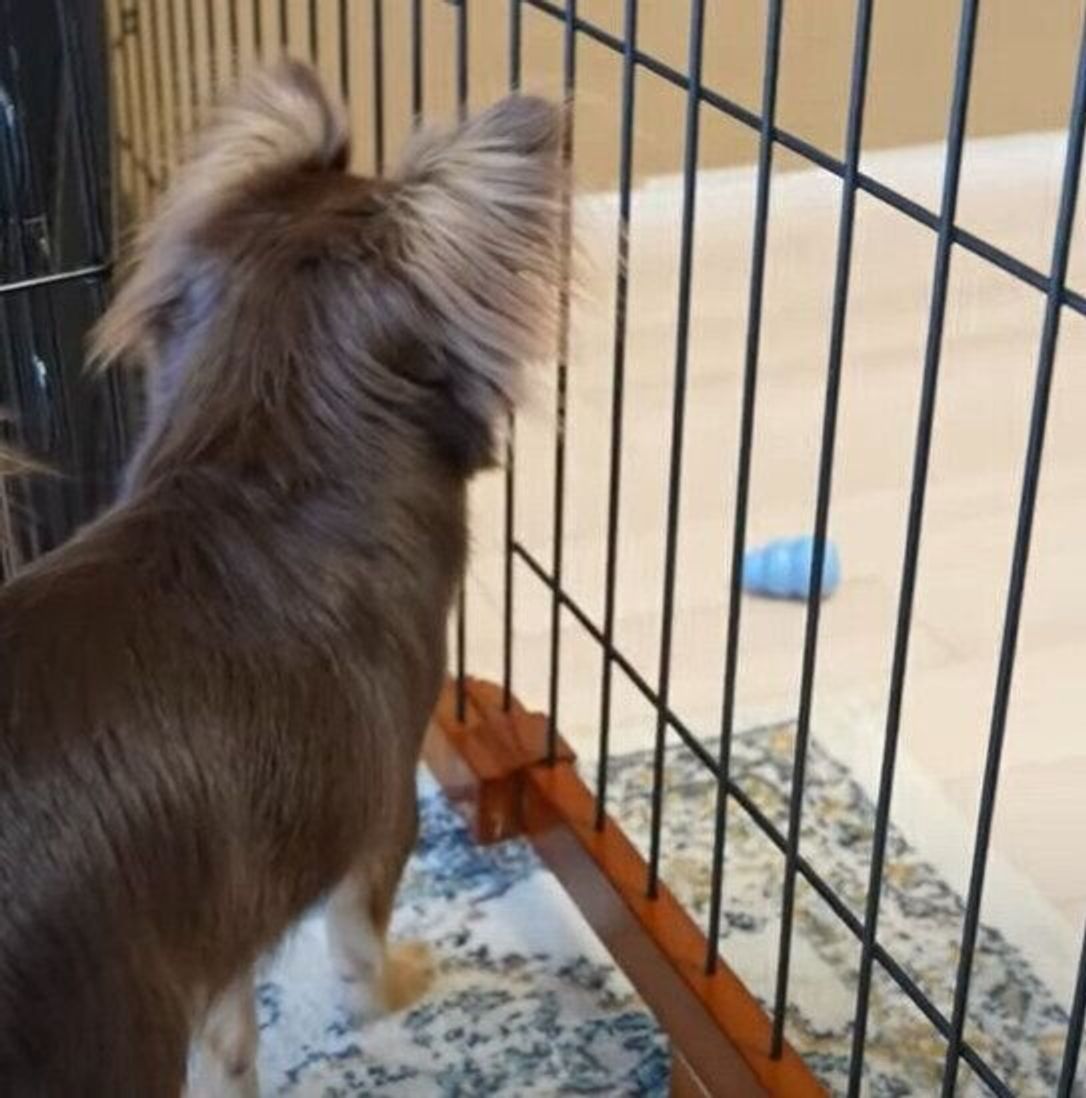 パパ オモチャが柵の外に出てしまいショボーンとしちゃうチワワ いぬのきもちweb Magazine パパ オモチャが柵の外に出てしまいショボーンとしちゃうチワワ いぬのきもちweb Magazine