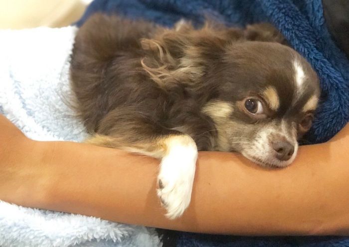 ドヤ顔のチワワ