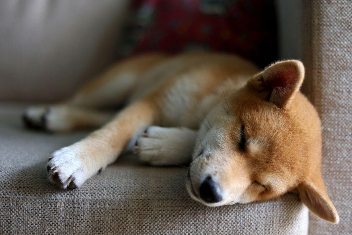年にくる名前はコレ 犬の人気名前ランキング19 いぬのきもち いぬのきもちweb Magazine 年にくる名前はコレ 犬の人気名前ランキング19 いぬのきもち いぬのきもちweb Magazine