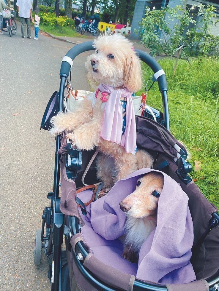 ふだんはお出かけ時の熱中症予防に使用