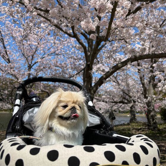 ペキニーズのレディちゃん