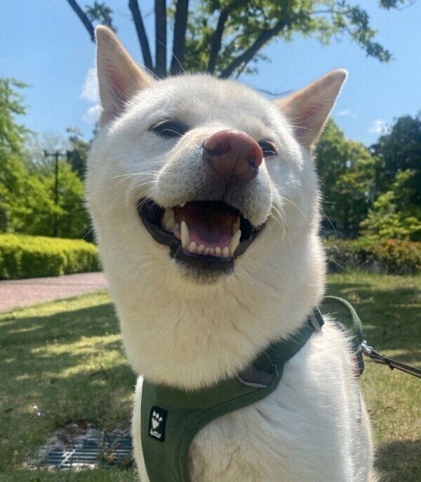 笑顔が可愛い福助くん