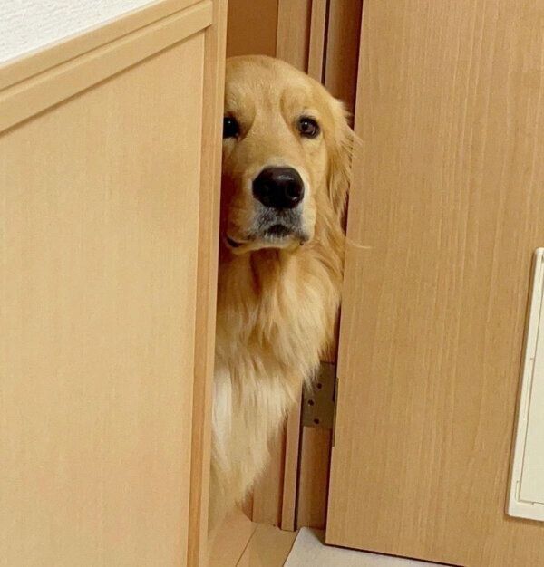 「まだお仕事終わらないのー」と圧をかけるのあちゃん