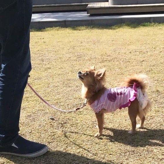 アイコンタクトが得意なチワワ