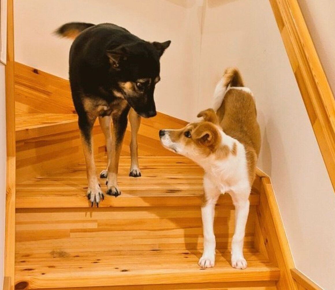 お互いの顔を見る麦太郎くん、のんちゃん