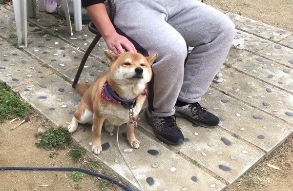 ナデナデを要求する柴犬