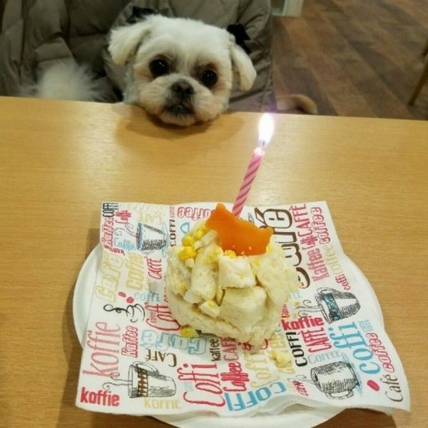 ケーキと小型犬