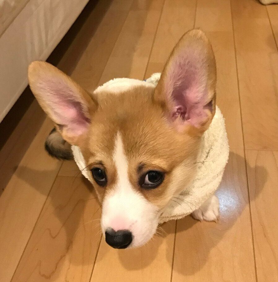 子犬時代のウィルくん