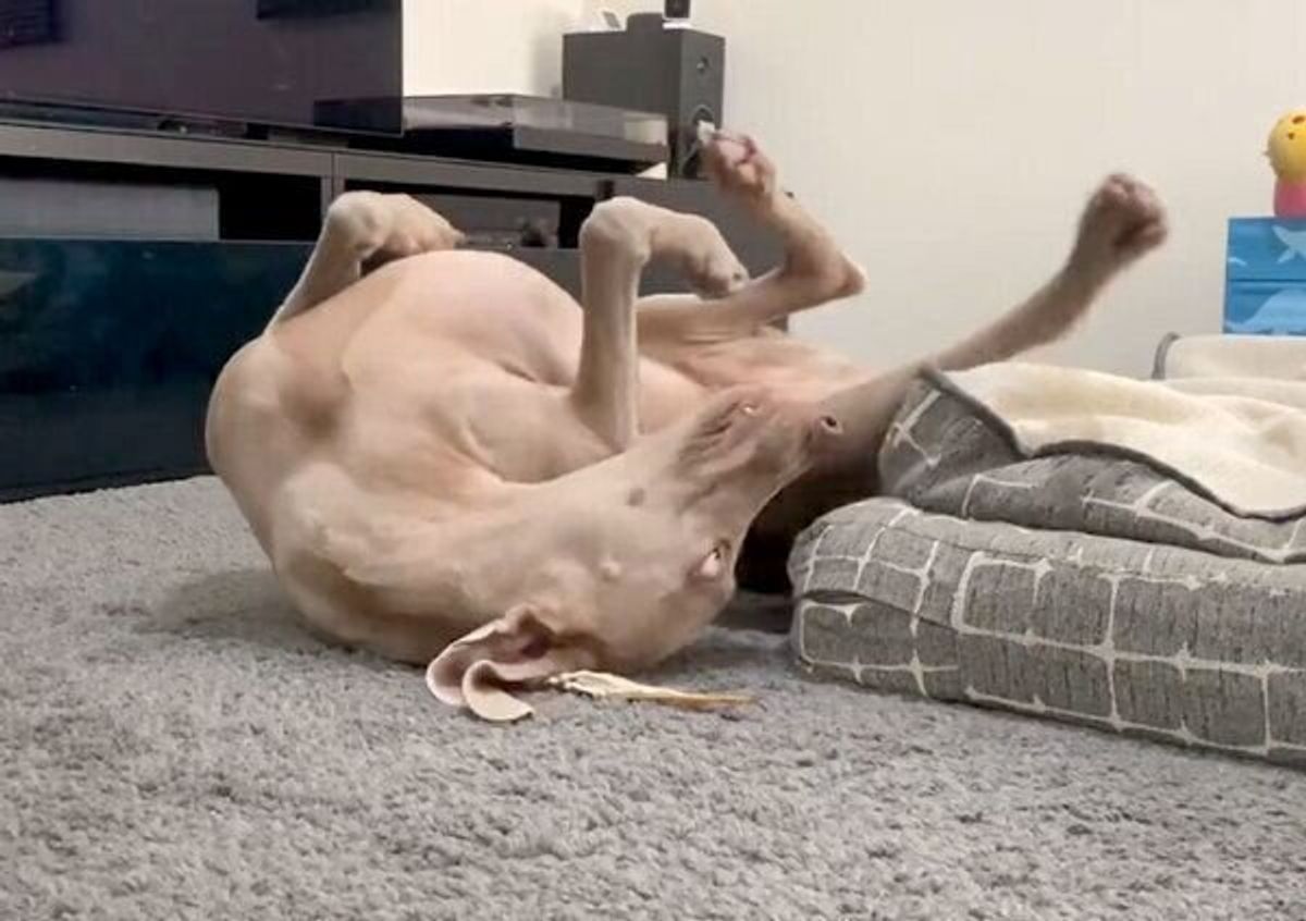 犬用おやつの タラ をあげると 毎回 ありがとうダンス を踊る犬がおもしろい いぬのきもちweb Magazine 犬用おやつの タラ をあげると 毎回 ありがとうダンス を踊る犬がおもしろい いぬのきもちweb Magazine