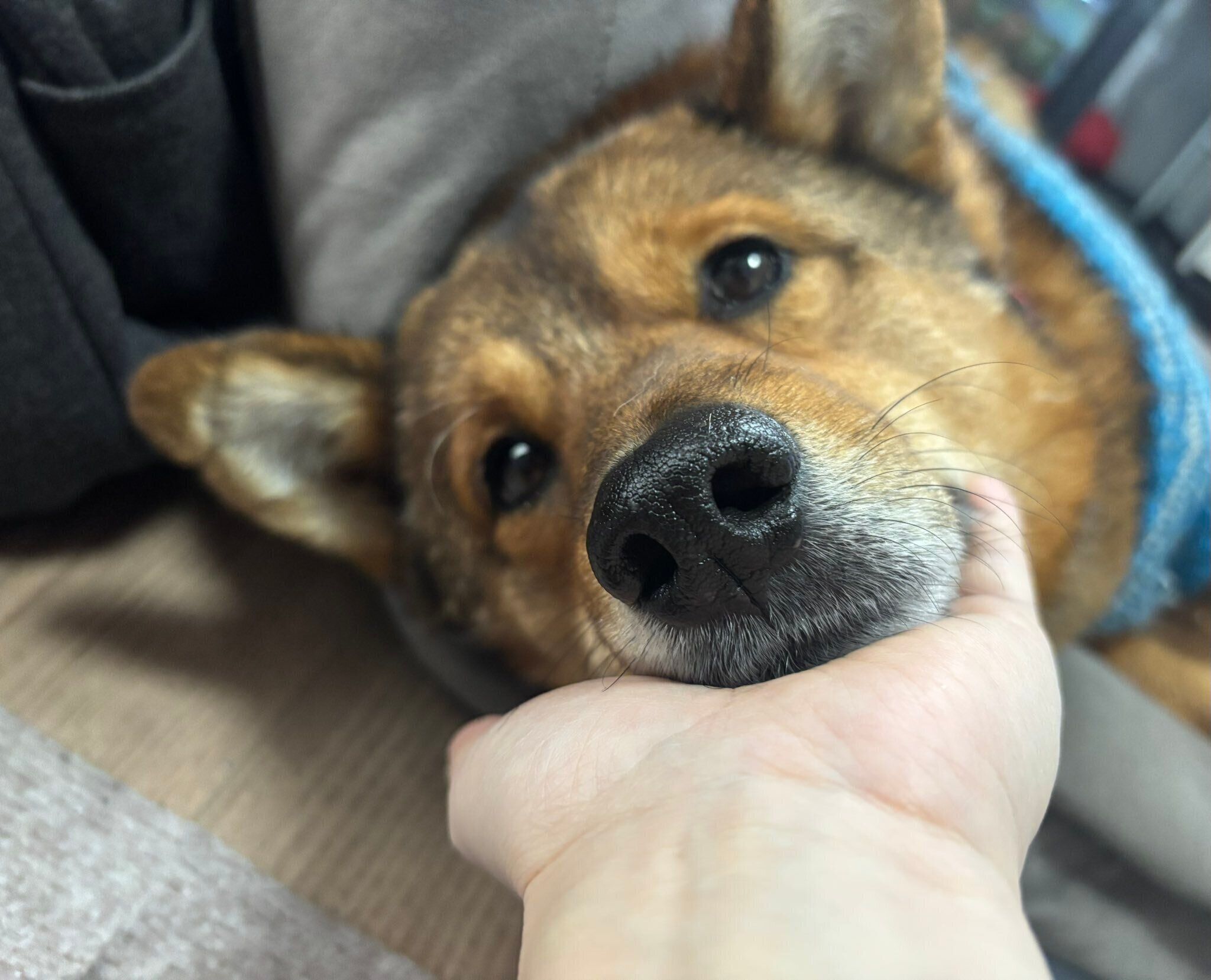 飼い主さんに甘えるジェスターくん