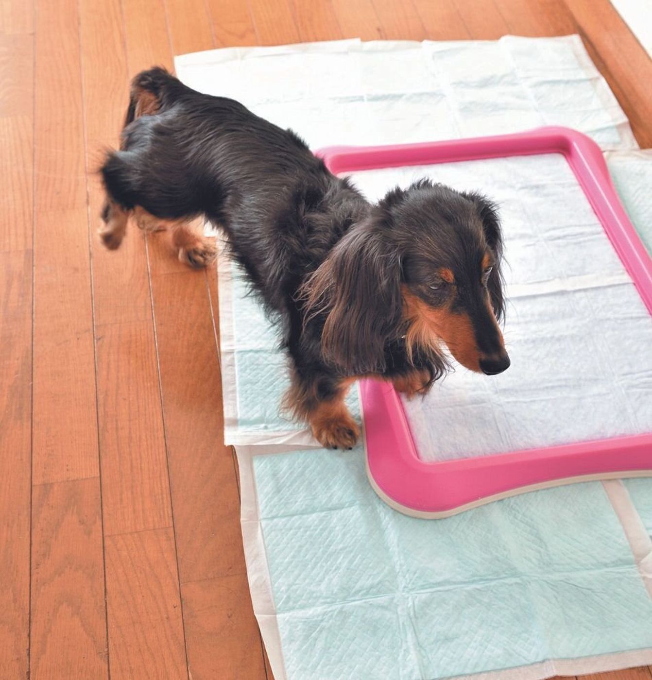 トイレシーツからオシッコがはみ出す犬へ すぐできる解決法3選 いぬのきもちweb Magazine トイレシーツからオシッコがはみ出す犬へ すぐできる解決法3選 いぬのきもちweb Magazine