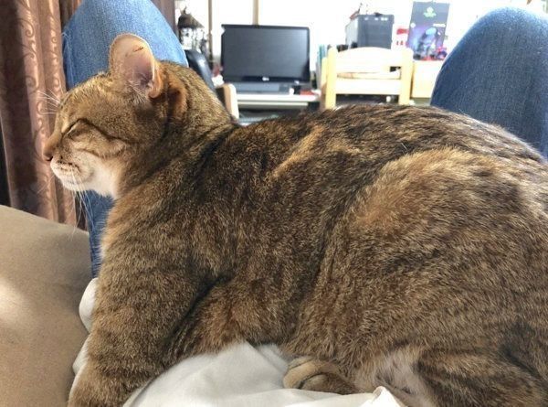 飼い主さんのお腹の上に乗る大吉ちゃん