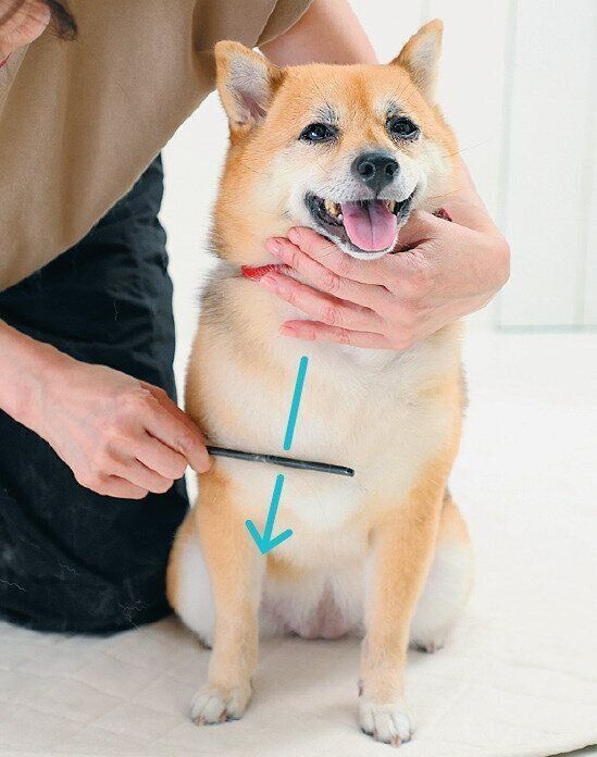 コームでとかされる犬